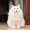 perbedaan-kucing-anggora-dan-persia