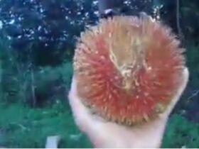 KABARCEPU.ID - Di hutan Kalimantan, tersembunyi keajaiban alam yang menakjubkan, sebuah buah yang disebut "Peluntan" atau dikenal sebagai rambutan raksasa.
