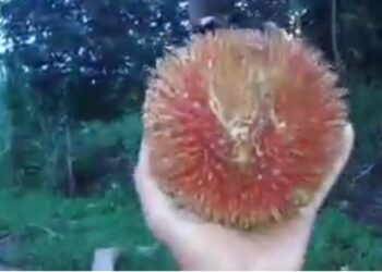 KABARCEPU.ID - Di hutan Kalimantan, tersembunyi keajaiban alam yang menakjubkan, sebuah buah yang disebut "Peluntan" atau dikenal sebagai rambutan raksasa.