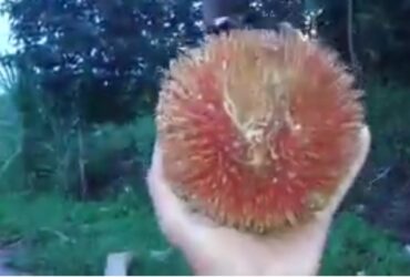 KABARCEPU.ID - Di hutan Kalimantan, tersembunyi keajaiban alam yang menakjubkan, sebuah buah yang disebut "Peluntan" atau dikenal sebagai rambutan raksasa.