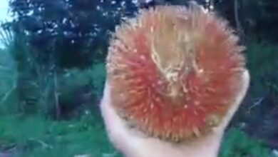 KABARCEPU.ID - Di hutan Kalimantan, tersembunyi keajaiban alam yang menakjubkan, sebuah buah yang disebut "Peluntan" atau dikenal sebagai rambutan raksasa.