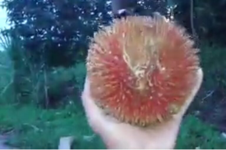 KABARCEPU.ID - Di hutan Kalimantan, tersembunyi keajaiban alam yang menakjubkan, sebuah buah yang disebut "Peluntan" atau dikenal sebagai rambutan raksasa.