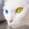 ras-kucing-khao-manee