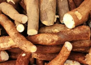 Kenali! Berbagai Jenis Singkong yang Serupa tapi Tak Sama