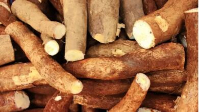 Kenali! Berbagai Jenis Singkong yang Serupa tapi Tak Sama