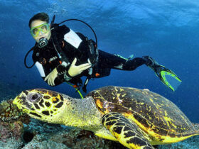 Tempat Diving Terbaik di Indonesia