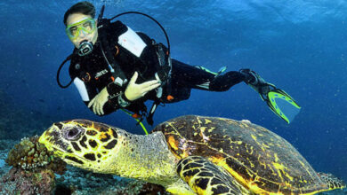 Tempat Diving Terbaik di Indonesia