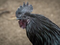 Apa Peran Ayam Cemani dalam Ritual Adat dan Praktik Santet?