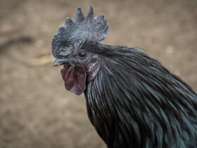 Apa Peran Ayam Cemani Dalam Ritual Adat Dan Praktik Santet