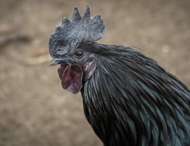 Apa Peran Ayam Cemani Dalam Ritual Adat Dan Praktik Santet