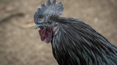 Apa Peran Ayam Cemani Dalam Ritual Adat Dan Praktik Santet