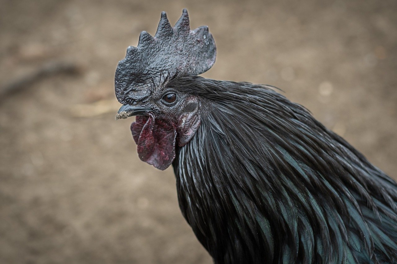 Apa Peran Ayam Cemani Dalam Ritual Adat Dan Praktik Santet