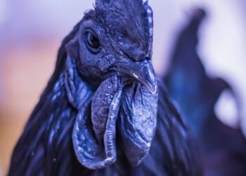 Ayam Cemani Misteri Mistis, Mitos Santet, Dan Fakta Menakjubkan!