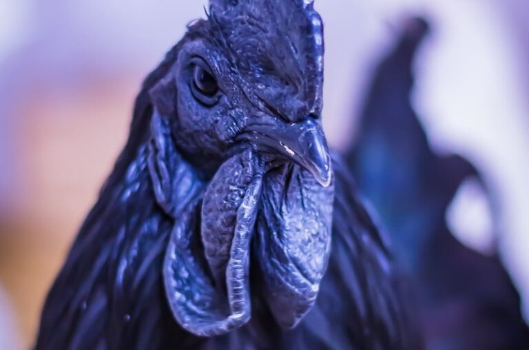 Ayam Cemani Misteri Mistis, Mitos Santet, Dan Fakta Menakjubkan!