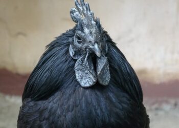 Ayam Cemani, Si Hitam Legam Penakluk Santet, Harganya Bikin Melongo!