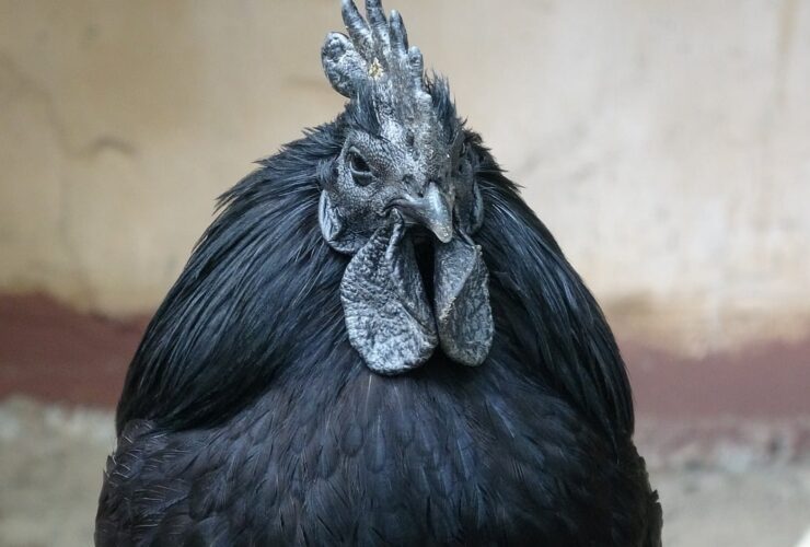 Ayam Cemani, Si Hitam Legam Penakluk Santet, Harganya Bikin Melongo!