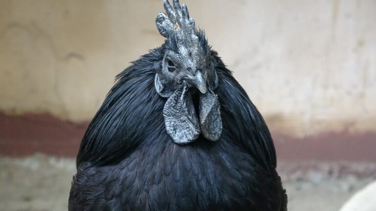 Ayam Cemani, Si Hitam Legam Penakluk Santet, Harganya Bikin Melongo!