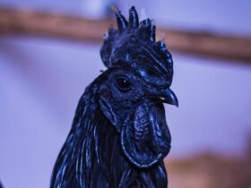 Benarkah Ayam Cemani Disukai Bangsa Lelembut