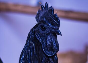 Benarkah Ayam Cemani Disukai Bangsa Lelembut