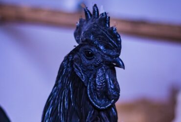 Benarkah Ayam Cemani Disukai Bangsa Lelembut