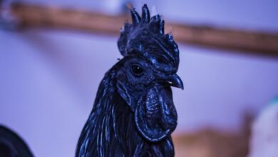 Benarkah Ayam Cemani Disukai Bangsa Lelembut