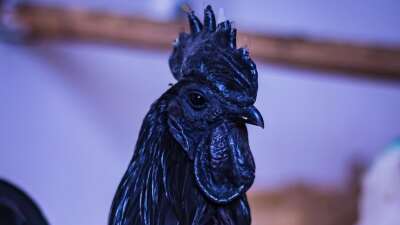 Benarkah Ayam Cemani Disukai Bangsa Lelembut?