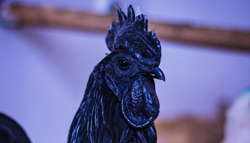 Benarkah Ayam Cemani Disukai Bangsa Lelembut