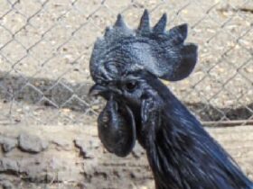 Fakta Menakjubkan Ayam Cemani, Si Hitam Legam Penuh Misteri