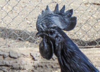 Fakta Menakjubkan Ayam Cemani, Si Hitam Legam Penuh Misteri