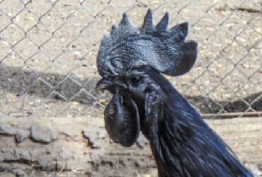 Fakta Menakjubkan Ayam Cemani, Si Hitam Legam Penuh Misteri