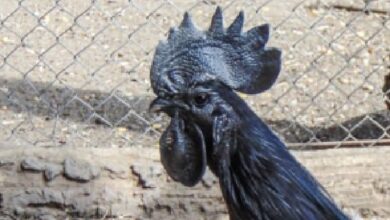 Fakta Menakjubkan Ayam Cemani, Si Hitam Legam Penuh Misteri