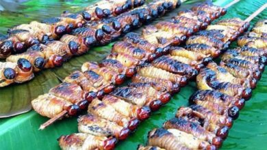 Jika Anda berkesempatan berkunjung ke Papua, jangan lupa untuk mencoba sate ulat sagu.