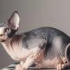 asal-usul-ras-kucing-sphynx-kucing-termahal-di-dunia