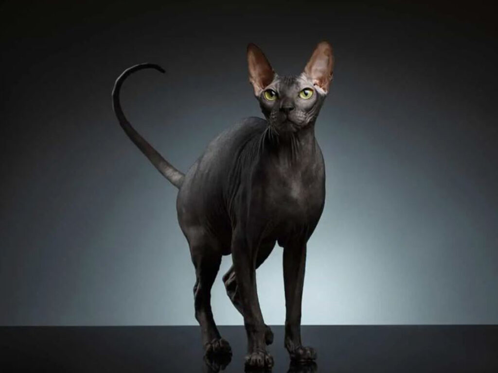 Bukan dari Mesir! Ras Kucing Sphynx, Kucing Eksotis dan Misterius Ini Ternyata Asal Usulnya Darisini