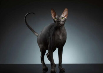 Bukan Dari Mesir Ras Kucing Sphynx Kucing Eksotis Dan Misterius Ini Ternyata Asal Usulnya Darisini