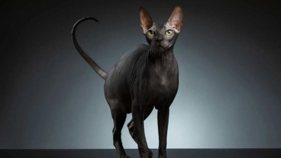 Bukan Dari Mesir Ras Kucing Sphynx Kucing Eksotis Dan Misterius Ini Ternyata Asal Usulnya Darisini