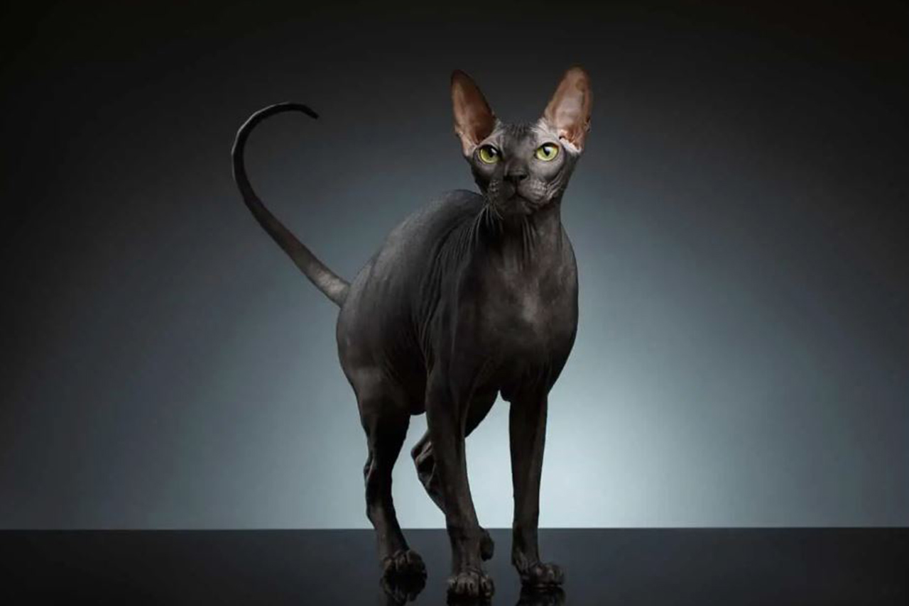 Bukan Dari Mesir Ras Kucing Sphynx Kucing Eksotis Dan Misterius Ini Ternyata Asal Usulnya Darisini