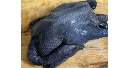 Ayam Cemani: Sensasi Kuliner Langka Kaya Manfaat, Berani Coba? INI Resep Olahan Ayam Cemani