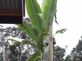 Musa Ingens, Pisang Raksasa Unik dari Tanah Papua, INI Penampakannya!