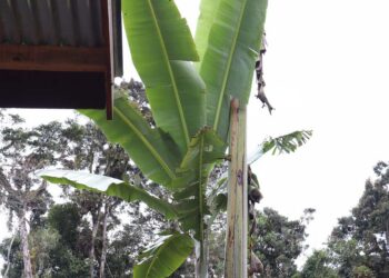 Musa Ingens, Pisang Raksasa Unik dari Tanah Papua, INI Penampakannya!
