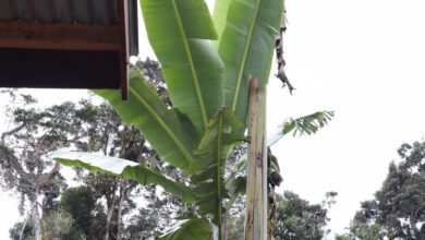 Musa Ingens, Pisang Raksasa Unik dari Tanah Papua, INI Penampakannya!