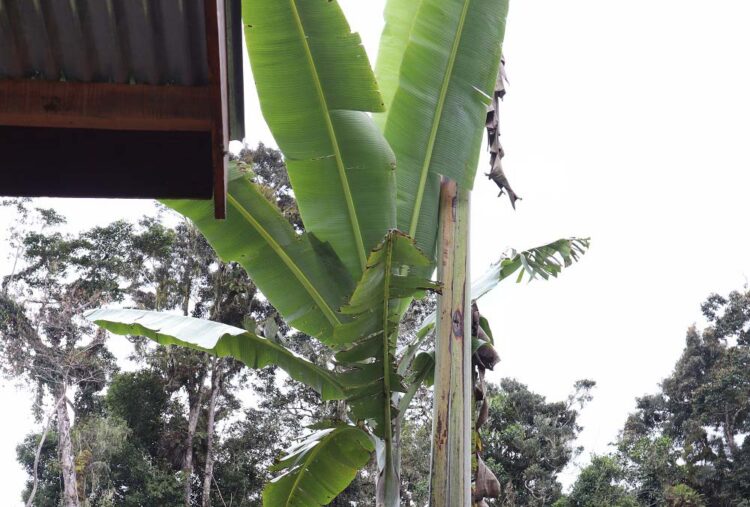 Musa Ingens, Pisang Raksasa Unik dari Tanah Papua, INI Penampakannya!