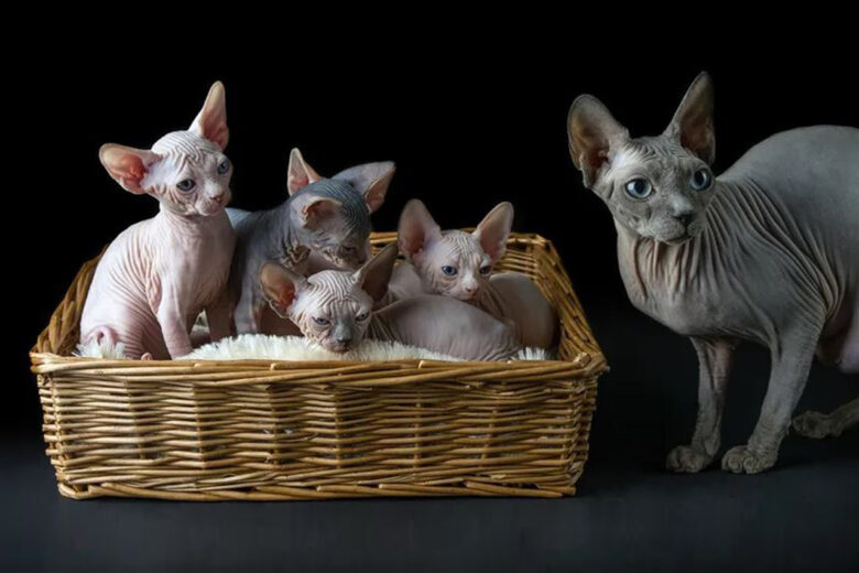 Kucing Ras Griffin Bukan dari Mesir! Ras Kucing Sphynx, Kucing Eksotis dan Misterius Ini ...