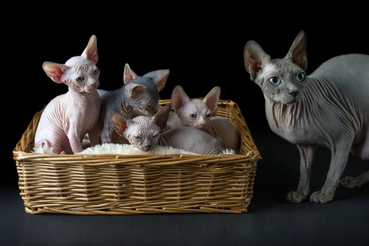 Ras Kucing Sphynx