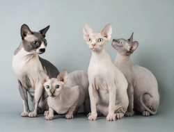TANPA BULU! Inilah Asal Usul Ras Kucing Sphynx, Kucing Termahal di Dunia Dengan Harga Mencapai 150 JUTA