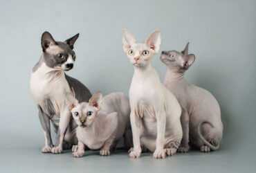 Asal Usul Ras Kucing Sphynx, Kucing Termahal di Dunia
