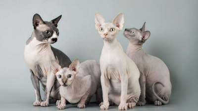 TANPA BULU! Inilah Asal Usul Ras Kucing Sphynx, Kucing Termahal di Dunia Dengan Harga Mencapai 150 JUTA