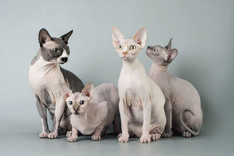 Asal Usul Ras Kucing Sphynx, Kucing Termahal di Dunia