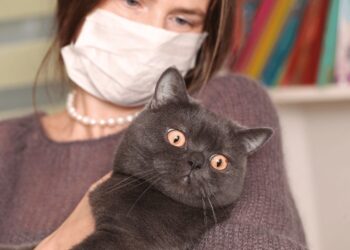 Mitos atau Fakta Kucing Penyebab Toksoplasma pada Ibu Hamil