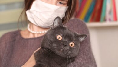 Mitos atau Fakta Kucing Penyebab Toksoplasma pada Ibu Hamil